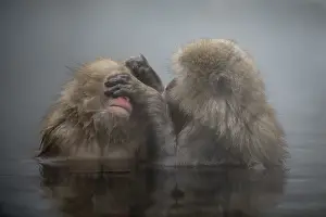 Fuscata: Japanese Macaque Monkey - aka Snow Monkey (Nihonzaru