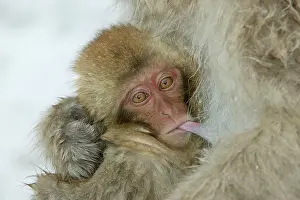 Teets: Japanese Macaque Monkey - close-up of baby suckling