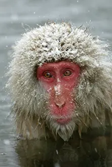 Huddled: Japanese Macaque Monkey - close-up of head