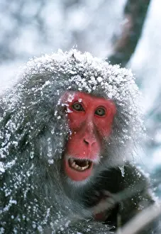 Macaques: Japanese Macaque Monkey - covered in snow