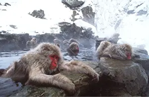 Macaque: JAPANESE MACAQUE MONKEY - group in water