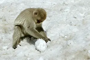 Snowball: Japanese Macaque Monkey - making snowball