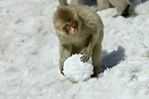 Snowball: Japanese Macaque Monkey - making snowball