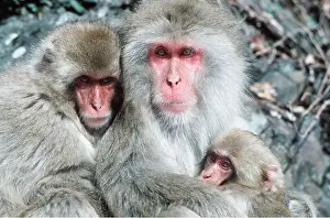 Macaque: Japanese Macaque Monkey - Mother, baby and previous