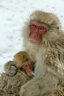 Teets: Japanese Macaque Monkey - mother with baby suckling
