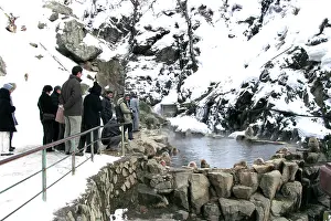Watched: Japanese Macaque Monkey - being watched by tourists