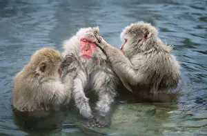 Macaque: JAPANESE MACAQUE MONKEY - in water grooming