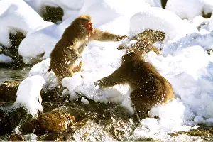 Kallen Marc Ferrero: JAPANESE MACAQUE MONKEY - x two aggressive play fighting