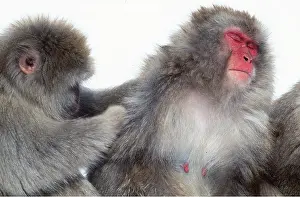 Macaque: Japanese Macaque Monkey - x two, grooming