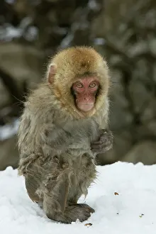 Expressons: Japanese Macaque Monkey - young, wet
