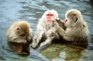 Macaque: Japanese Macaque Monkeys - in water grooming