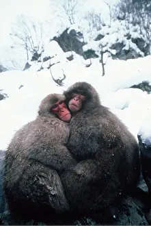 Macaque: Japanese Macaque Monkeys - x two huddled together in snow