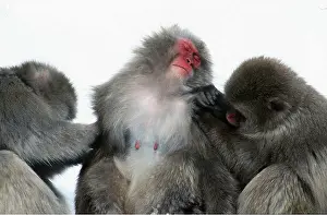 Macaque: JAPANESE MACAQUE - mutual grooming