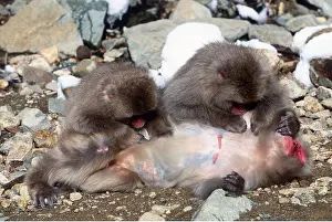 Macaque: JAPANESE MACAQUE - mutual grooming