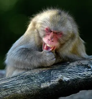 Fuscata: Japanese Macaque or Nihonzaru (Macaca fuscata)