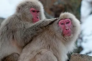 Mutual: Japanese Macaque - pair of adults grooming