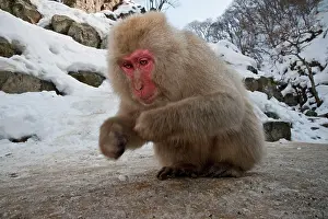 Squatting: Japanese Macaque - picking up food whilst squatting down