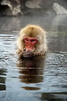 Chin: Japanese Macaque - in pool with hand on chin