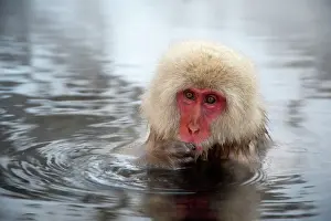 Putting: Japanese Macaque - in pool putting food in mouth