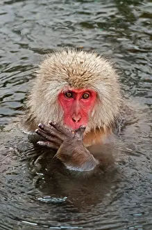 Putting: Japanese Macaque - in pool putting food in mouth