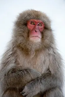 Arms: Japanese Macaque - portrait with folded arms