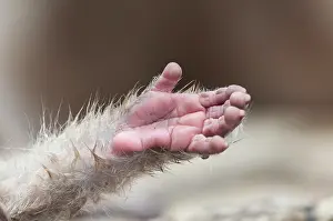 Fuscata: Japanese macaque or snow japanese monkey (Macaca