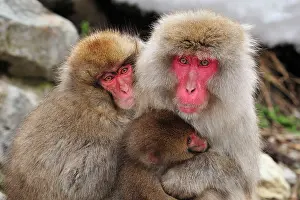 Fuscata: Japanese Macaque / Snow Monkey with baby