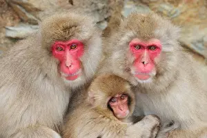 Fuscata: Japanese Macaque / Snow Monkey with baby