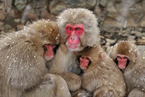 Fuscata: Japanese Macaque / Snow Monkey with baby