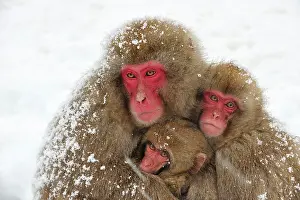 Fuscata: Japanese Macaque / Snow Monkey with baby