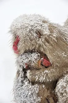 Fuscata: Japanese Macaque / Snow Monkey with baby