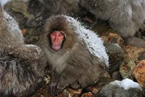 Fuscata: Japanese Macaque / Snow Monkey baby