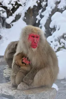 Fuscata: Japanese Macaque / Snow Monkey baby breastfeeding