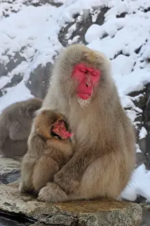 Fuscata: Japanese Macaque / Snow Monkey baby breastfeeding
