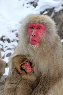 Fuscata: Japanese Macaque / Snow Monkey baby breastfeeding