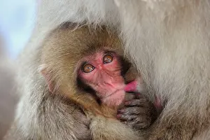 Fuscata: Japanese Macaque / Snow Monkey baby breastfeeding