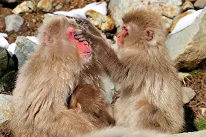 Fuscata: Japanese Macaque / Snow Monkey with baby grooming