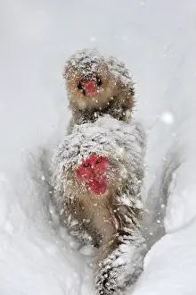 Fuscata: Japanese Macaque / Snow Monkey with baby in snow