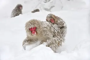 Fuscata: Japanese Macaque / Snow Monkey with baby in snow