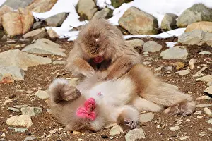 Fuscata: Japanese Macaque / Snow Monkey grooming