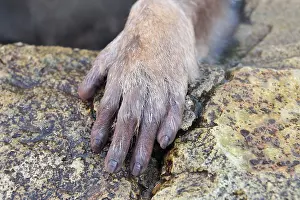 Fuscata: Japanese Macaque / Snow Monkey hand