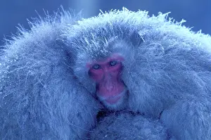 Huddling: Japanese Macaque / Snow Monkey - Huddling for warmth