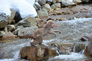 Fuscata: Japanese Macaque / Snow Monkey jumping over a stream