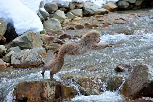 Fuscata: Japanese Macaque / Snow Monkey jumping over a stream