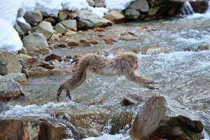 Fuscata: Japanese Macaque / Snow Monkey jumping over a stream