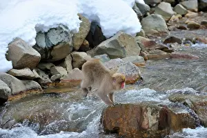 Fuscata: Japanese Macaque / Snow Monkey jumping over a stream