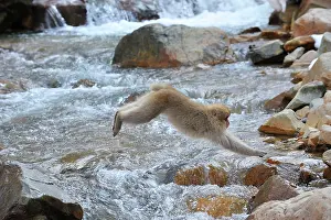 Fuscata: Japanese Macaque / Snow Monkey jumping over a stream