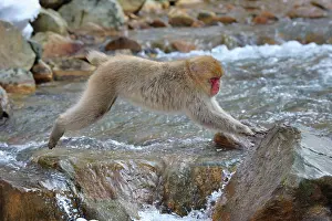 Fuscata: Japanese Macaque / Snow Monkey jumping over a stream