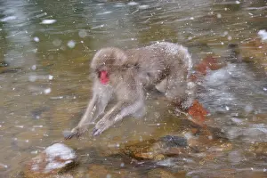 Fuscata: Japanese Macaque / Snow Monkey jumping over a stream