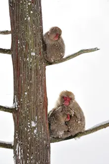 Fuscata: Japanese Macaque / Snow Monkey sitting in tree with
